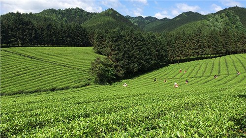 農(nóng)業(yè)部牽頭成立中國茶產(chǎn)業(yè)聯(lián)盟，公司選為副理事長單位