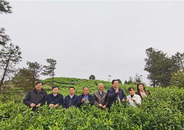 公司負責人陪同省供銷社、湘西州領(lǐng)導(dǎo)一行調(diào)研我司青干村茶葉扶貧示范基地