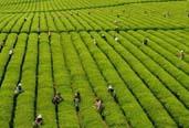 2013年，全國茶葉生產(chǎn)繼續(xù)增產(chǎn)增收